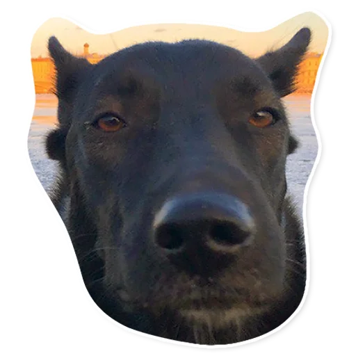 🤨 Стикер «АЙДА ГУЛЯТЬ» для Telegram