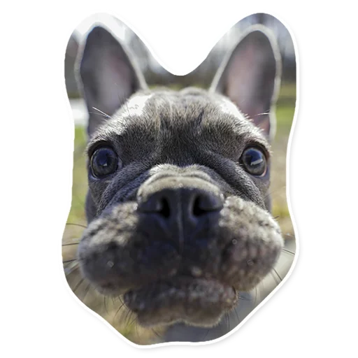 🐰 Стикер «АЙДА ГУЛЯТЬ» для Telegram