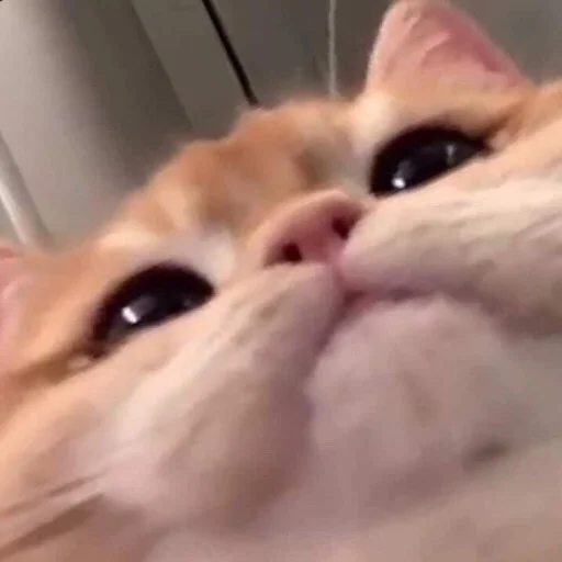 🥰 Стикер «kmn» для Telegram