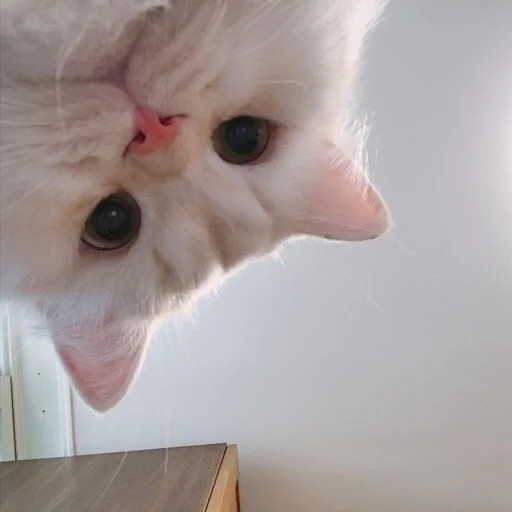 🥰 Стикер «kmn» для Telegram