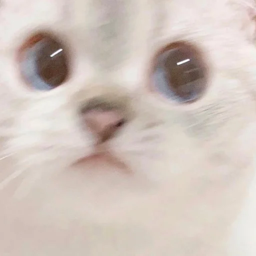 🥺 Стикер «kmn» для Telegram