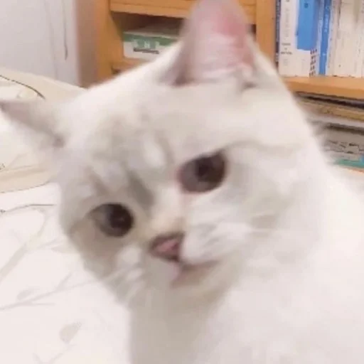 🤨 Стикер «kmn» для Telegram
