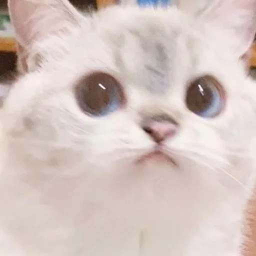 🥺 Стикер «kmn» для Telegram