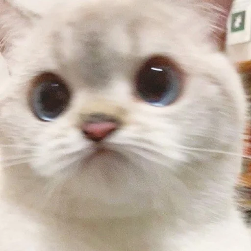 😕 Стикер «kmn» для Telegram