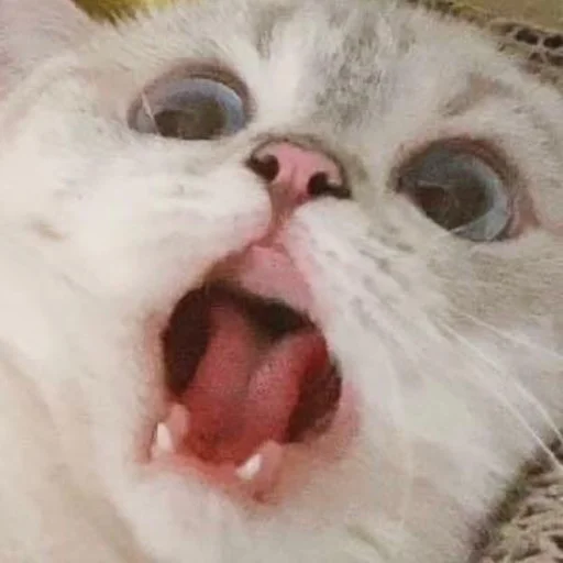 😟 Стикер «kmn» для Telegram