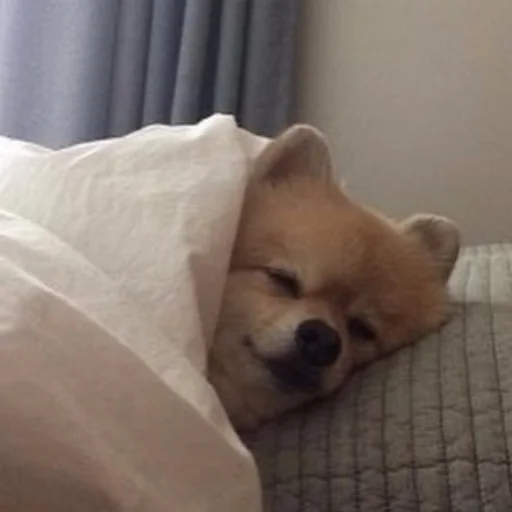😴 Стикер «kmn» для Telegram
