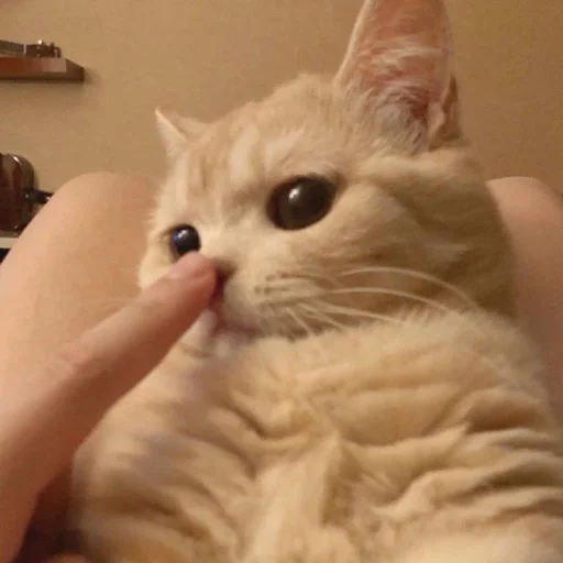 😶 Стикер «kmn» для Telegram