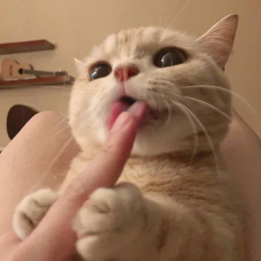 👅 Стикер «kmn» для Telegram