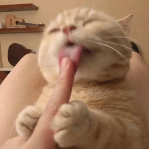 😝 Стикер «kmn» для Telegram