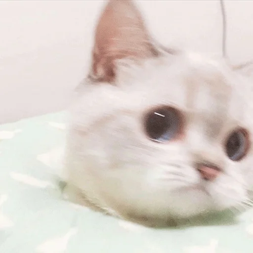 🥺 Стикер «kmn» для Telegram