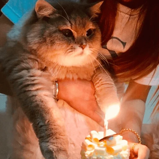 🎂 Стикер «kmn» для Telegram