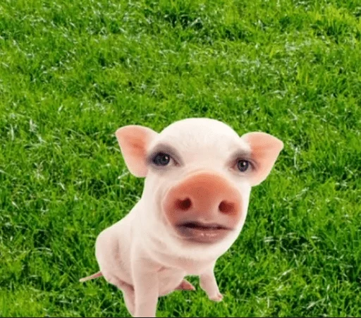 🐷 Стикер «DangerLyoha» для Telegram