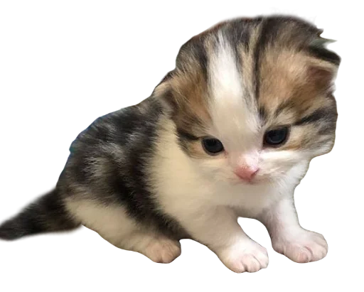 🐱 Стикер «warm» для Telegram