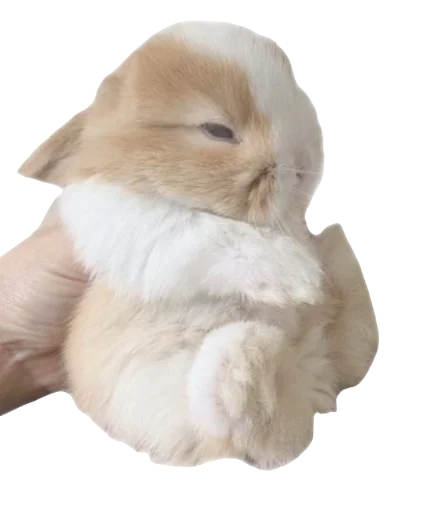 🐰 Стикер «warm» для Telegram