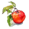 🍎 Эмодзи «Watercolor red» для Telegram