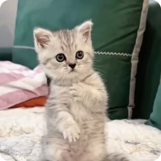 🌟 Стикер «китс» для Telegram