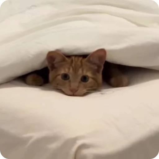 🌟 Стикер «китс» для Telegram
