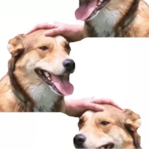 🐶 Стикер «Живность» для Telegram