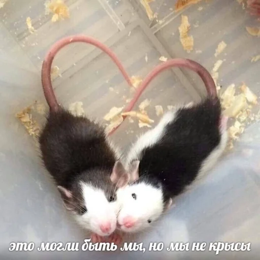 😍 Стикер «Живность» для Telegram
