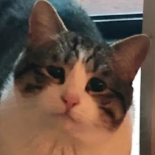 😿 Стикер «Живность» для Telegram