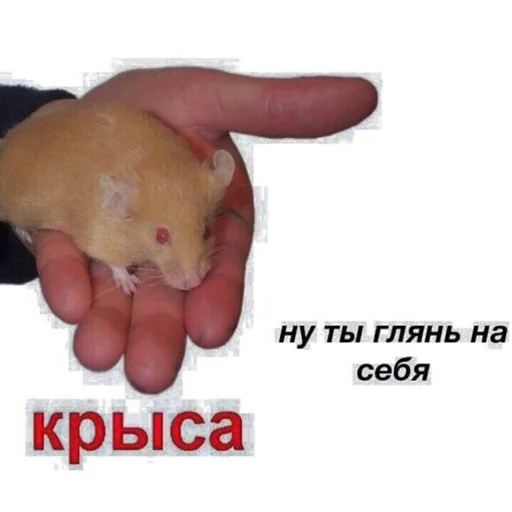 🐀 Стикер «Живность» для Telegram