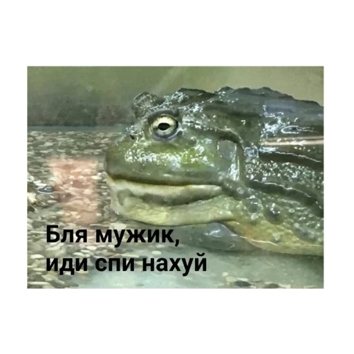 🛏 Стикер «Живность» для Telegram