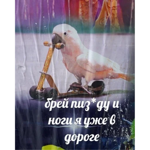 🛴 Стикер «Живность» для Telegram