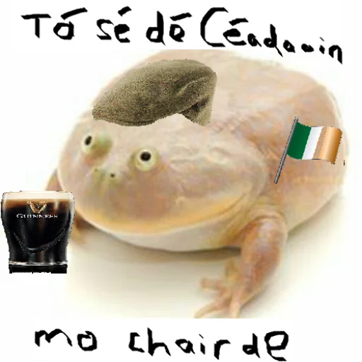 🇮🇪 Стикер «Wednesday My Dudes» для Telegram