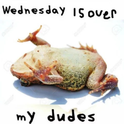 😭 Стикер «Wednesday My Dudes» для Telegram