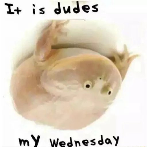 🙃 Стикер «Wednesday My Dudes» для Telegram