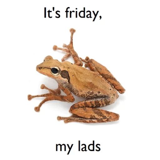 👨 Стикер «Wednesday My Dudes» для Telegram