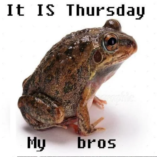 🌑 Стикер «Wednesday My Dudes» для Telegram