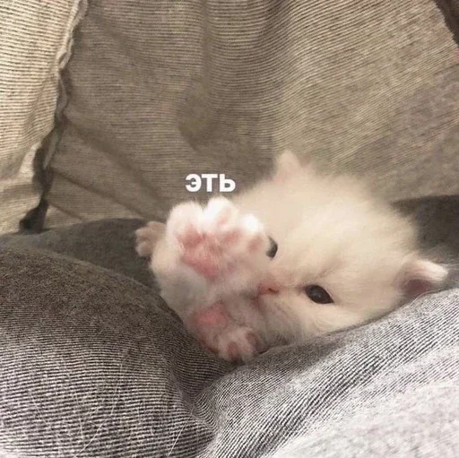 💗 Стикер «&; мяу . . ↬ >> ??» для Telegram