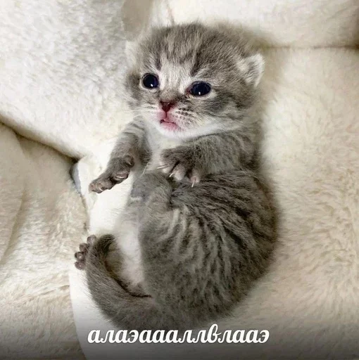 💗 Стикер «&; мяу . . ↬ >> ??» для Telegram