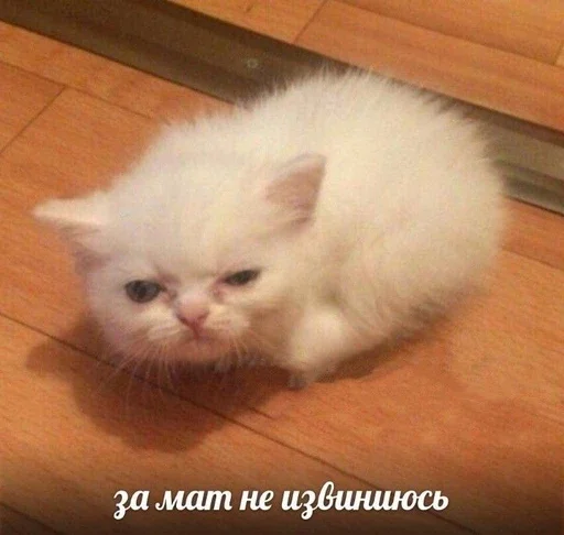😒 Стикер «&; мяу . . ↬ >> ??» для Telegram