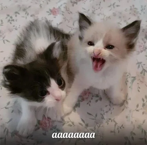 🤬 Стикер «&; мяу . . ↬ >> ??» для Telegram