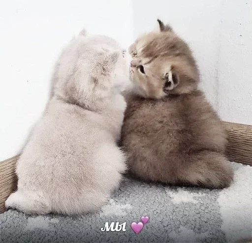 💗 Стикер «&; мяу . . ↬ >> ??» для Telegram