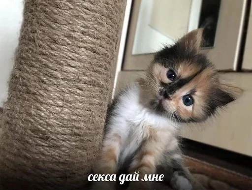 🔞 Стикер «&; мяу . . ↬ >> ??» для Telegram