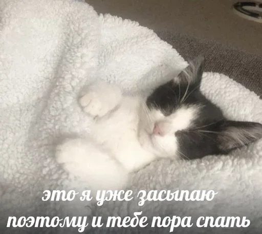 🥱 Стикер «&; мяу . . ↬ >> ??» для Telegram