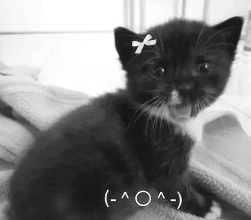 ☺️ Стикер «&; мяу . . ↬ >> ??» для Telegram