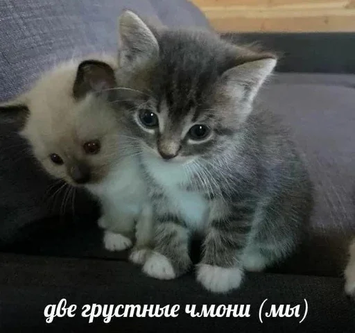☹️ Стикер «&; мяу . . ↬ >> ??» для Telegram