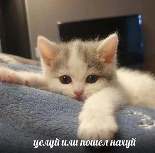 ☺️ Стикер «&; мяу . . ↬ >> ??» для Telegram