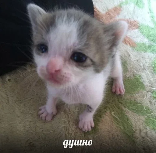 😶 Стикер «&; мяу . . ↬ >> ??» для Telegram