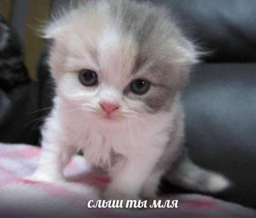 😡 Стикер «&; мяу . . ↬ >> ??» для Telegram