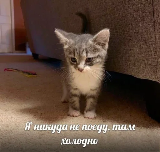 🐾 Стикер «&; мяу . . ↬ >> ??» для Telegram