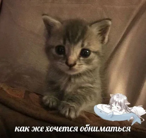 🥺 Стикер «&; мяу . . ↬ >> ??» для Telegram