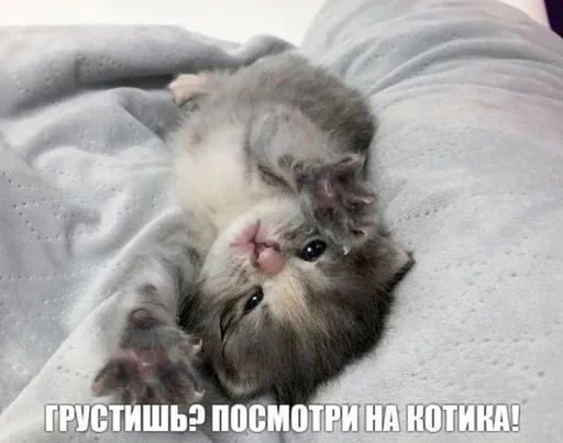 ❤️ Стикер «&; мяу . . ↬ >> ??» для Telegram