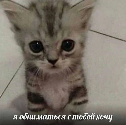 🥺 Стикер «&; мяу . . ↬ >> ??» для Telegram