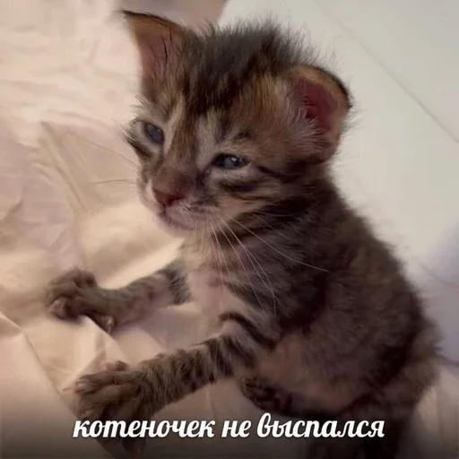 😴 Стикер «&; мяу . . ↬ >> ??» для Telegram