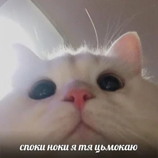 😪 Стикер «&; мяу . . ↬ >> ??» для Telegram